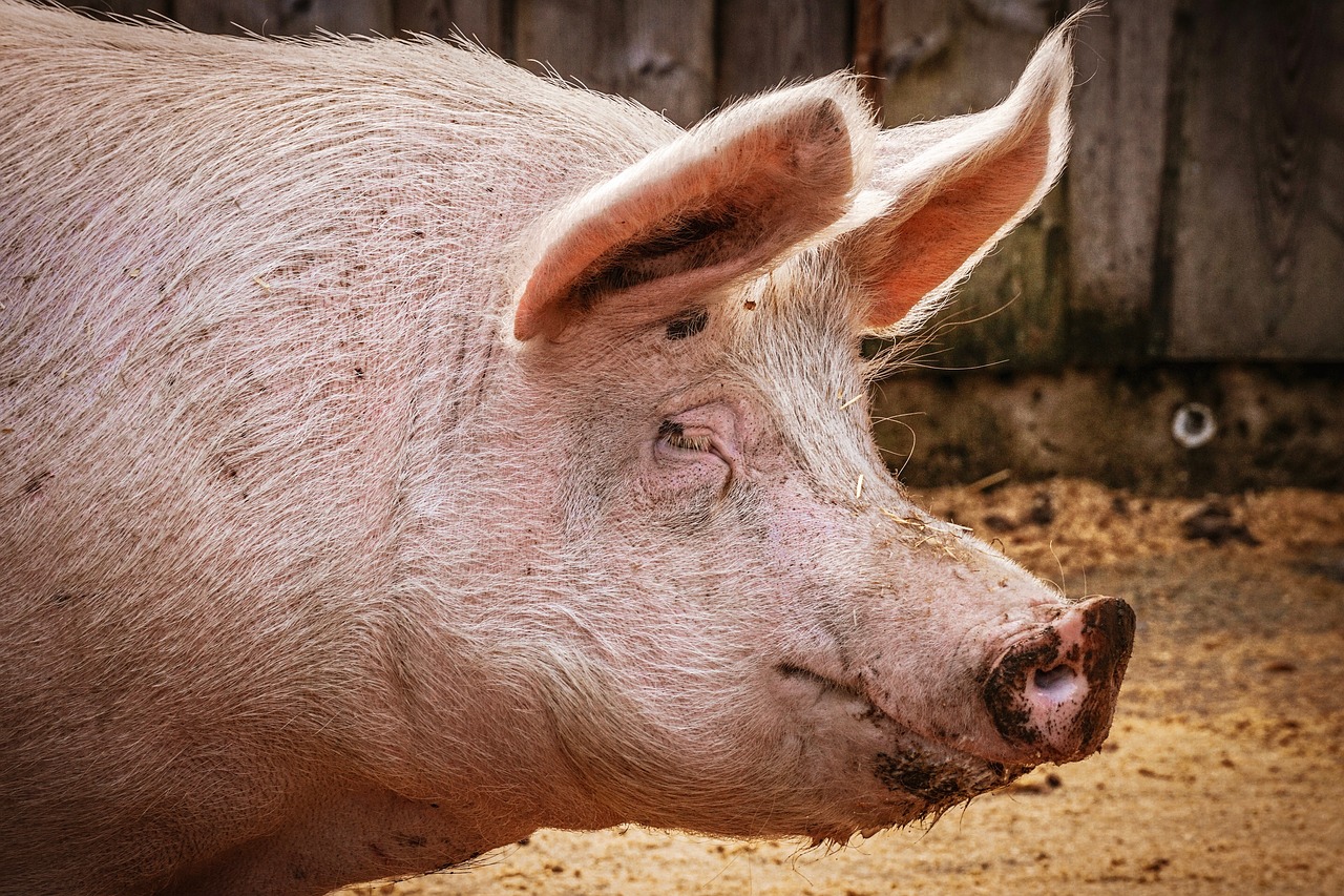 Кризата с чумата по свинете е диагноза за цялото управление на ГЕРБ
